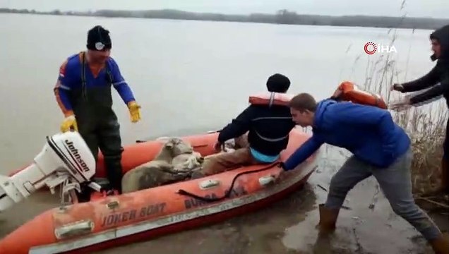 Sel suları dereleri taşırdı, koyunlarıyla mahsur kalan çoban botla kurtarıldı...Sel sularında can pazarı kamerada