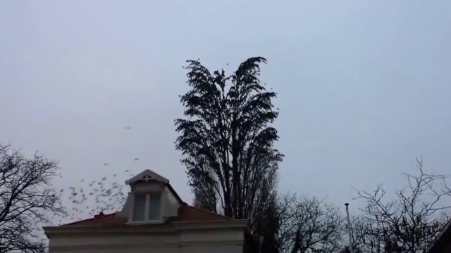 Regardez bien cet arbre : Ce que cet homme a réussi à filmer est tout simplement incroyable