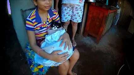 Domingo é dia de dar banho no cachorro e gato