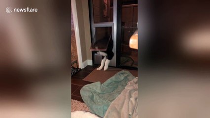 Determined pup drags his bed through doggy door