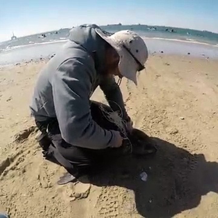 Il libère un lion de mer de filets