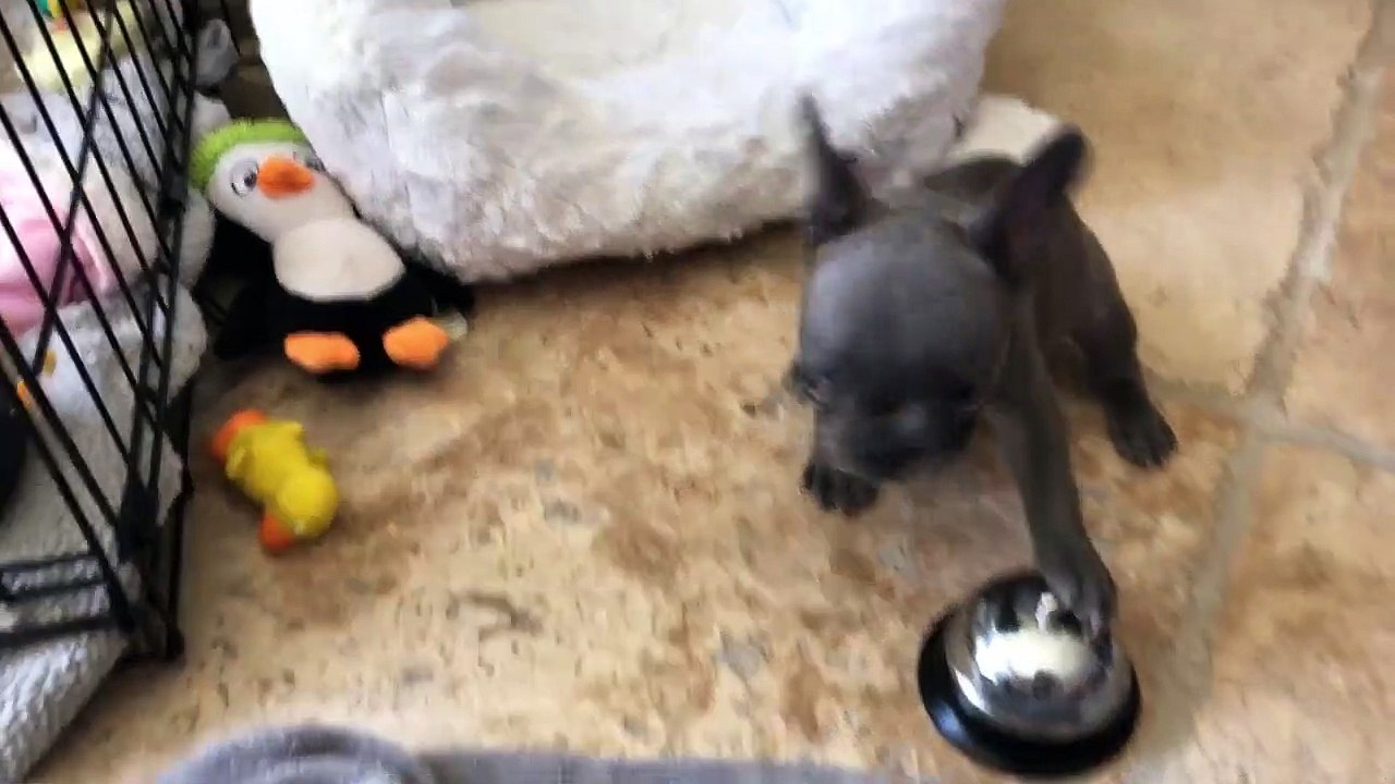 Un chiot appuie sur une sonnette pour avoir à m...