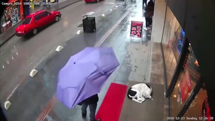 O momento reconfortante em que mulher usa a sua echarpe para proteger um cão de rua do frio