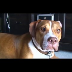 Funny Cute Animals  Animal Kingdom Videos