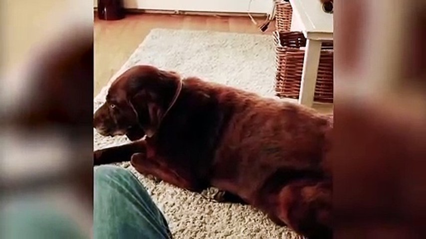 Quand Le Chien Pete Le Chat Vomit Video Dailymotion