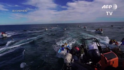 Barco que protege vaquita marina denuncia ataque en México