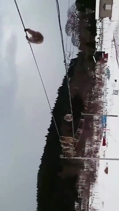 Une file indienne de singes japonais évitent la neige en passant sur un câble électrique !