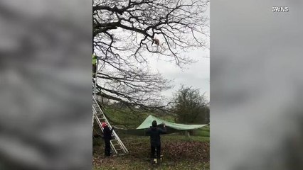 Purrfect Landing! Cat Stuck in Tree Jumps 20 Feet Onto Makeshift Trampoline