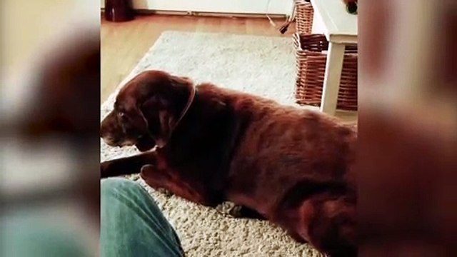 Quand le chien pète le chat vomit