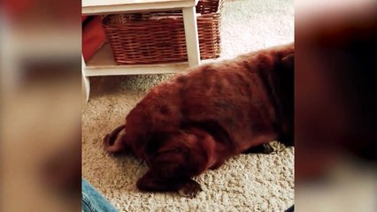 Le long pet du chien va faire vomir le chat