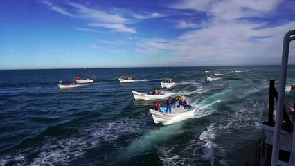 Barco que protege vaquita marinha é atacado no México