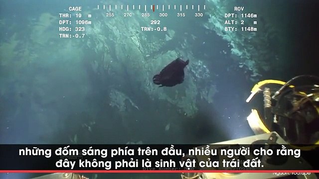 Những sinh vật biển kì quái nhất từng bị con người bắt gặp