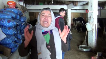 Şehit Annesi İneklerine Kavuştu, Sevinç Gözyaşları Döktü