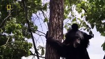 وثائقي   براري روسيا  حيوانات نادره الغابة السرية HD