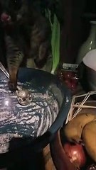 Homem entra na cozinha e encontra algo estranho comendo macarrão