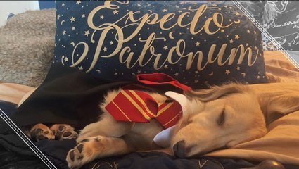 This Pup Mastered Harry Potter Spells