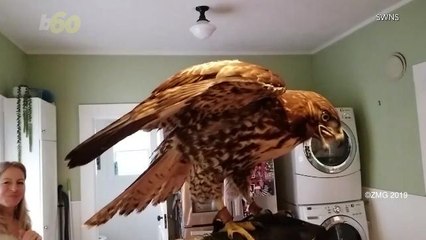 If You Thought Your Dog Was a Cool Pet… This Guy Has a Hawk