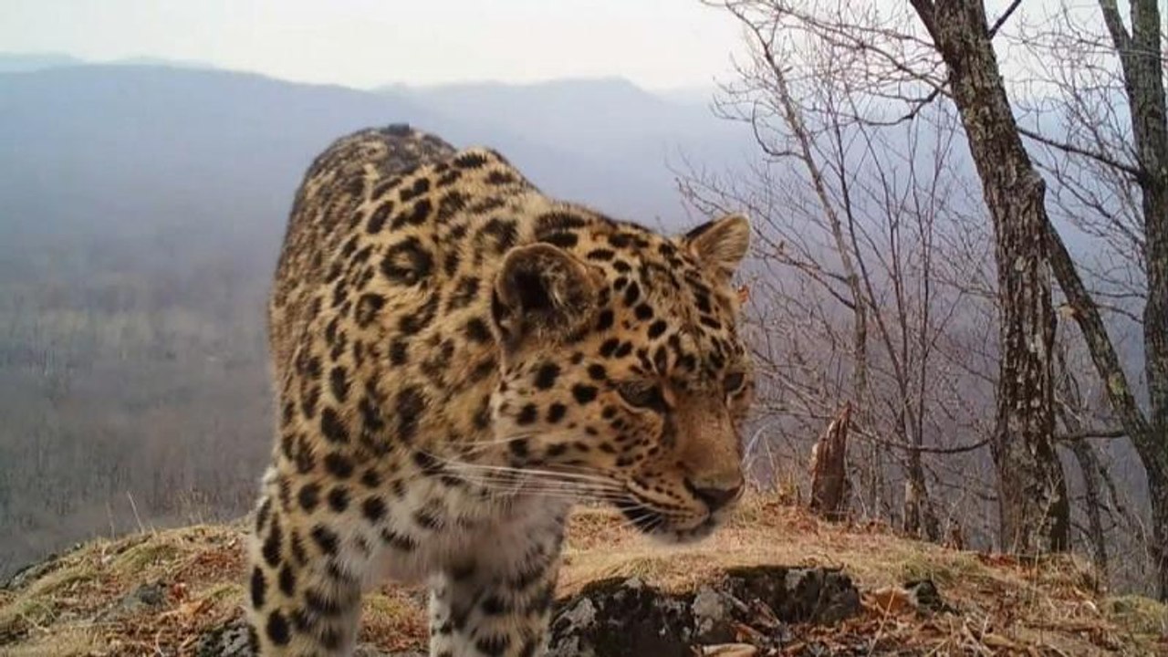 Russland: population der bedrohten amurleoparden erholt sich