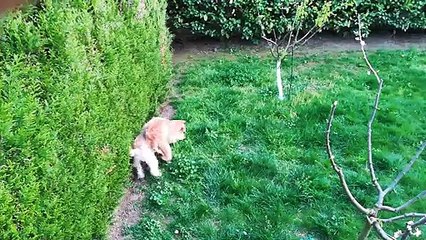 NABOO et GESSIE des Varennes Mystiques : le jeu