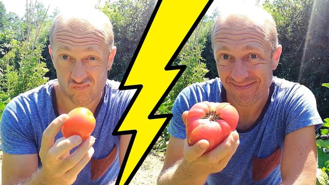 tomate du potager ou tomate du supermarché !