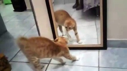 Effrayé par son reflet, ce chat chie sur place !