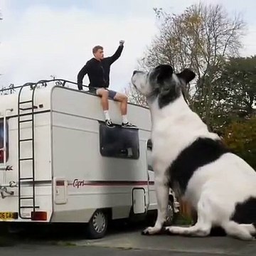Il vit avec un chien géant ! Jack Russell