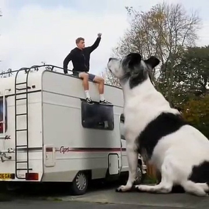 Il vit avec un chien géant ! Jack Russell