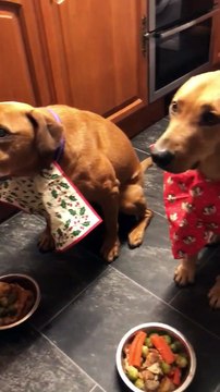 Ces chiens dressés attendent pour manger figés comme des statues !