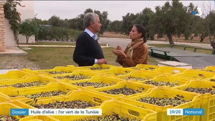 Huile d'olive : l'or vert de la Tunisie