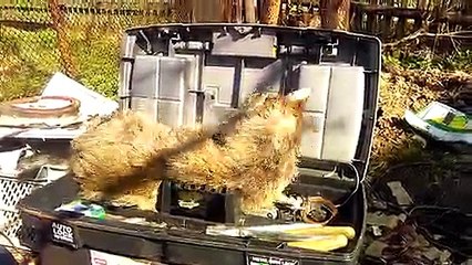 Cat Can't Get Enough of Tool Box