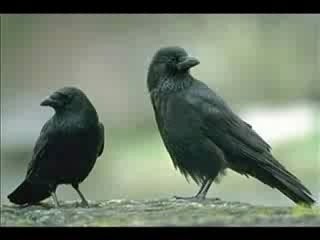 Corneille noire mantelée