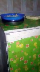 تونسية تربي قريب 100 قطوس في دارها وكلاب وحافضة أساميهم بالواحد.. تحن عليهم كي صغارهم ..