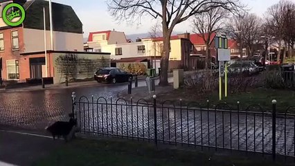 Un chien lance sa balle aux passants pour jouer... Adorable