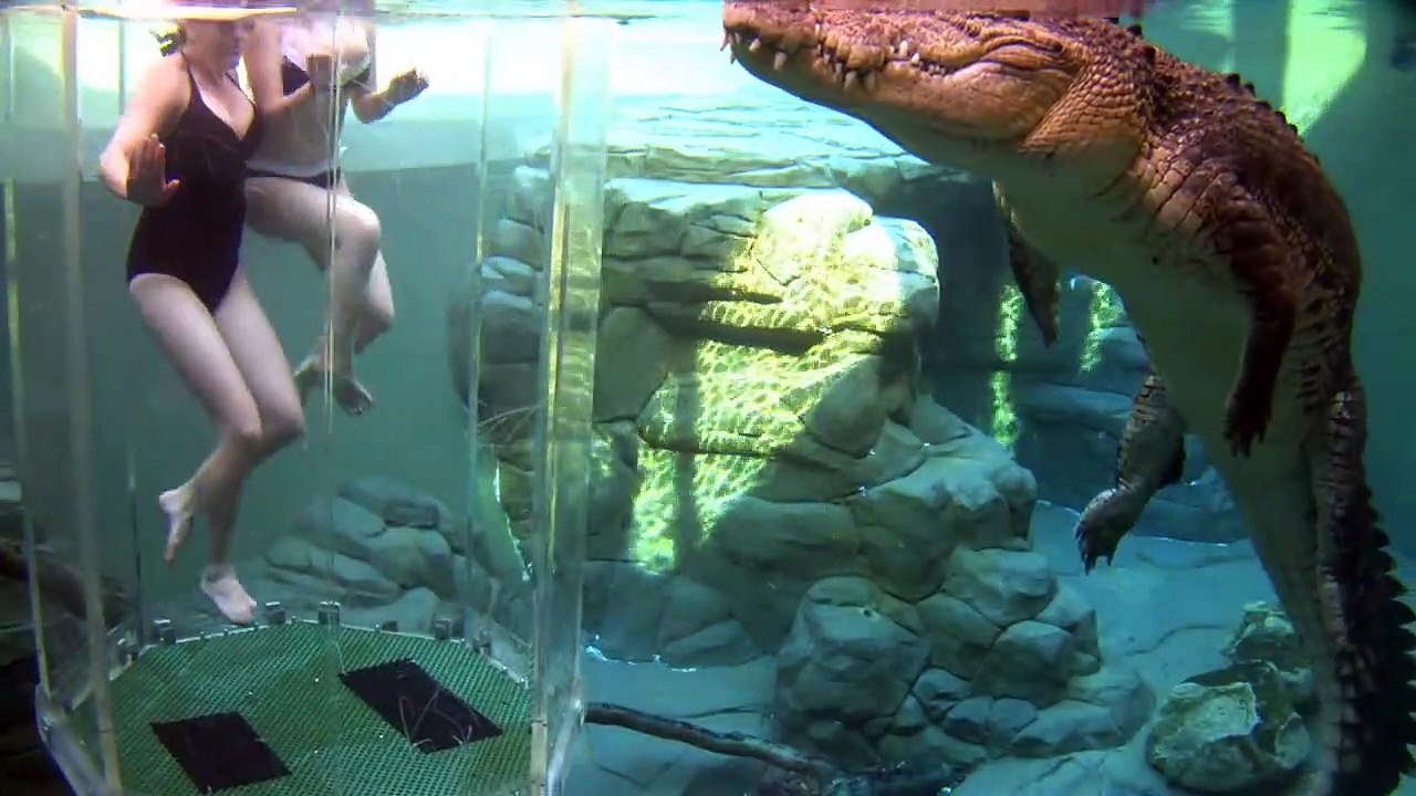 Experience hors du commun : nager avec des crocodiles