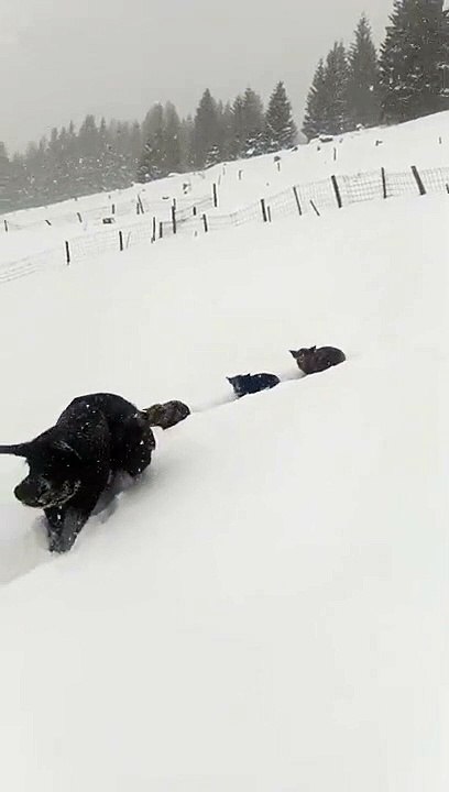 Une famille de cochons marche dans la neige et maman ouvre la voie