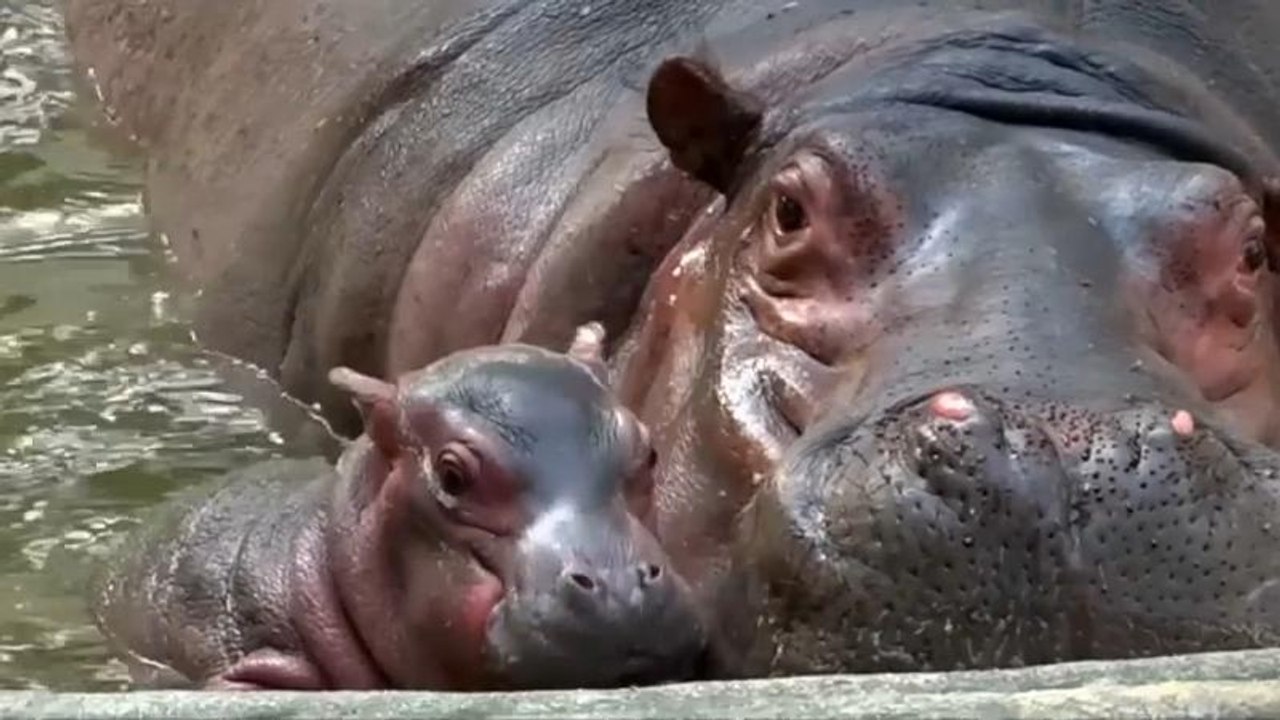 Hippo-Nachwuchs in einem Zoo in Indien