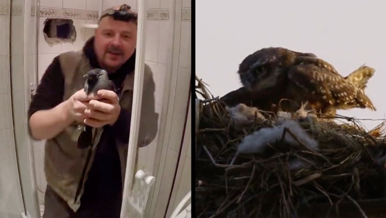 Animal Rescues Are For The Birds video Dailymotion