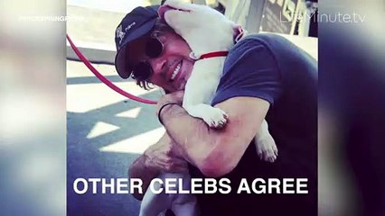 New Movie A Dog's Way Home Stars Ashley Judd and Bryce Dallas Howard