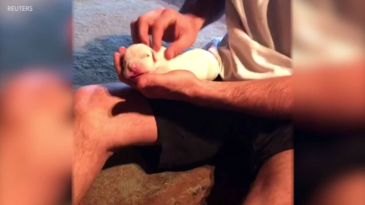 Man Saves Tiny Puppy By Performing CPR