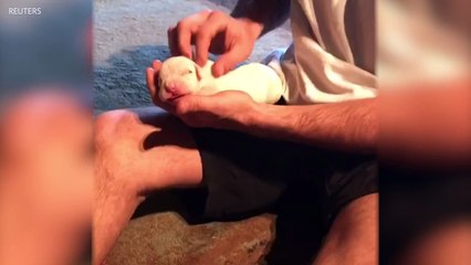 Man Saves Tiny Puppy By Performing CPR