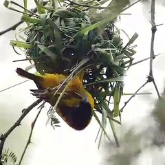 Wow! The bird builds the nest so well