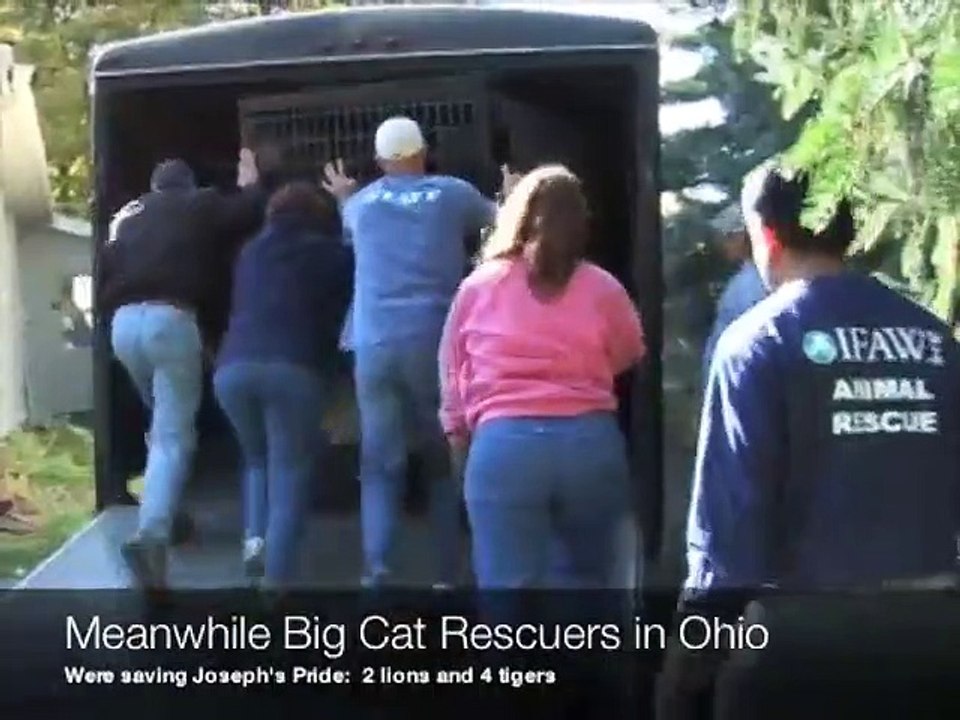 Big Cat Rescue - Kennedy The Baby Bobcat