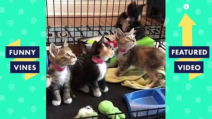 TRY NOT TO LAUGH FUNNY ANIMALS Compilation Dogs & Cats Funny Vines June 2018