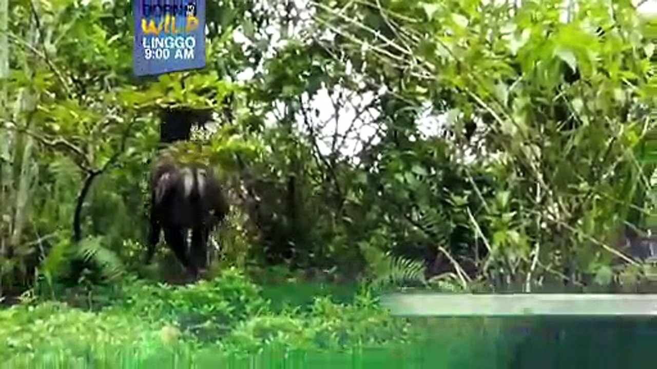 Born to be Wild: Lamang dagat na may pambihirang 'power punch,' bibida ngayong Linggo!