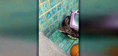 ثعبان ضخم يقع فريسة لجيش من القرّاد