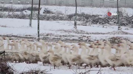 Doğal Ortamda Yetiştirilen Kazlara Büyük İlgi