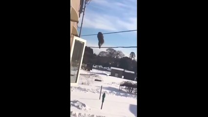 Monkeys clamber across phone lines to stay dry in Japan