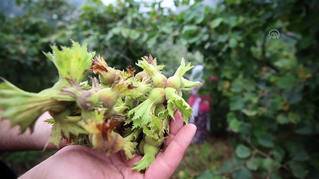 Fındığa kahverengi kokarca tehdidi - ORDU