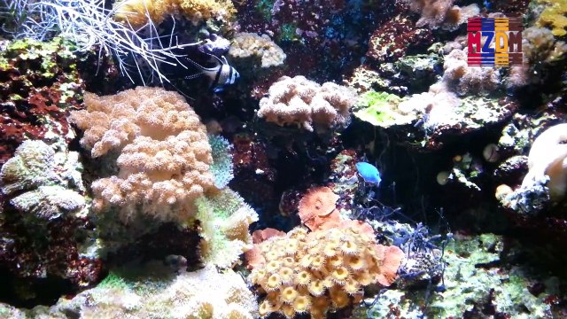 B17- Bangui Cardinal, Orange Clownfish, Sunrise Dotty Back, Randall´s Prawn-goby, Elegant Fire Fish, Picturesque Dragonet, Flame Hawk Fish, Blue Devil, Demoiselle Blue, Cleaner Wrasse, Bristle-Tail File-Fish, Feather Duster,