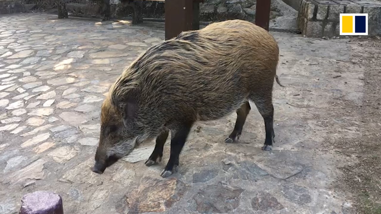 Wild boar warning